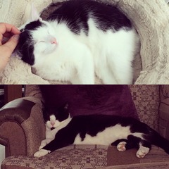 Lovely thread about our cats.