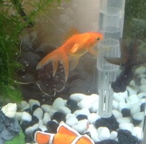 White spot on goldfish (picture)