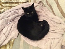 Lovely thread about our cats.