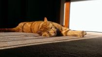 Should we take our cat on holiday?