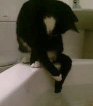 Erm... where does your cat sit when you're in the bathroom?