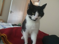 gratuitous cat photos
