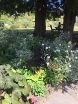 Rough winds do shake the darling buds of May: Alternative potting shed thread