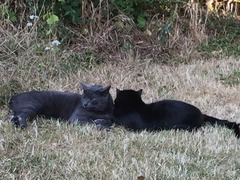 gratuitous cat photos