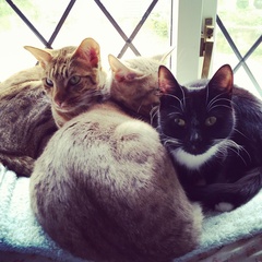 What is your cat called and how did you choose its name?