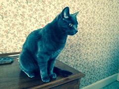 gratuitous cat photos