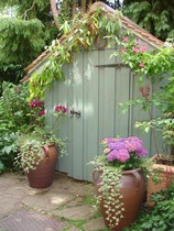 Tell me what is flowering in your garden today.