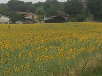 The MN peloton heading for the Alps and then Paris. The TdF thread. Hopefully we're not on drugs. Actually, do nicotine and alcohol get you banned? In which case I'm buggered...