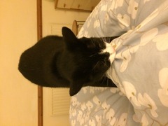 gratuitous cat photos