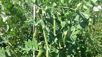The 2015 Allotment / Veg Patch Thread Part 3 already!