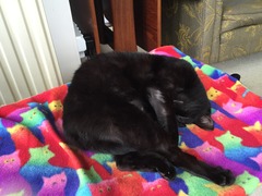 gratuitous cat photos