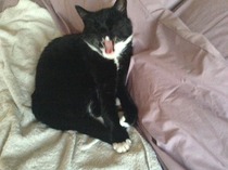 Lovely thread about our cats.