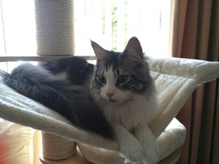 gratuitous cat photos