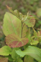 Can someone identify this plant/weed please