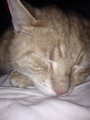 Lovely thread about our cats.