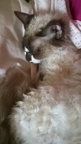 gratuitous cat photos
