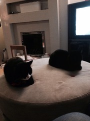 gratuitous cat photos