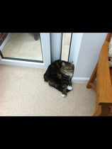 Does anyone have a Maine Coon?