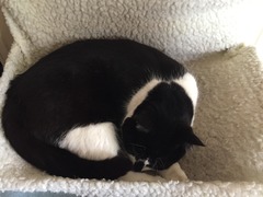 gratuitous cat photos