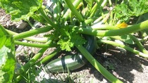 The 2015 Allotment / Veg Patch Thread Part 3 already!