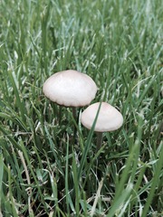 Mushrooms in my lawn