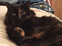 Lovely thread about our cats.