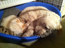 Ive had a golden retriever puppy 4 days....and changed my mind