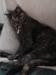 gratuitous cat photos