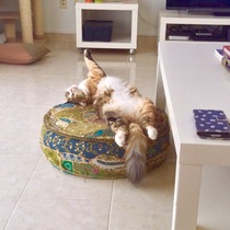 gratuitous cat photos