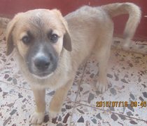 Can anyone tell what kind of dog this puppy might be?