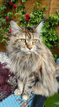 Does anyone have a Maine Coon?