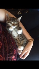 Lovely thread about our cats.