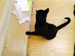 He followed me home - can I keep him?