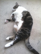 Hot cat