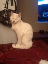 A cat/kitten picture sharing thread.