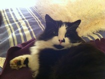 What is your cat called and how did you choose its name?