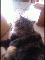 Does anyone have a Maine Coon?