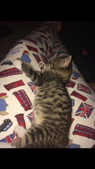 Lovely thread about our cats.