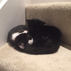 gratuitous cat photos