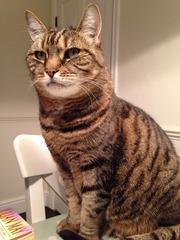 Lovely thread about our cats.