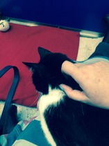 Adopting a very 'Scaredy Cat' - all advice and tips welcome