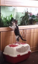 A cat/kitten picture sharing thread.