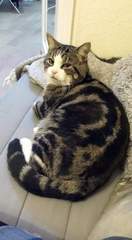 What is your cat called and how did you choose its name?