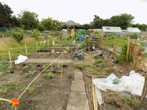 The 2015 Allotment / Veg Patch Thread Part 3 already!