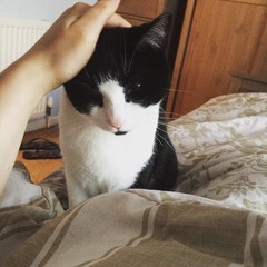 Lovely thread about our cats.