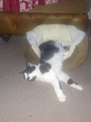 A cat/kitten picture sharing thread.