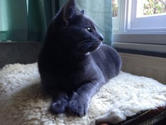 gratuitous cat photos