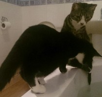 Erm... where does your cat sit when you're in the bathroom?