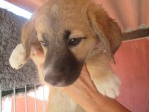 Can anyone tell what kind of dog this puppy might be?