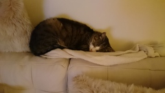 July 2015 (thread 11) - ok, babies, you can come now!